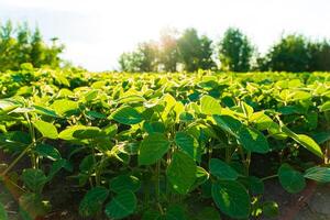 Leaves of soy in sun. Close up of growing young soybeans photo