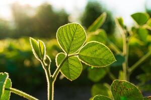 Leaves of soy in sun. Ripening of the soya field photo