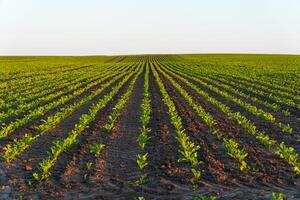Fresh green sprouts of sugar beet. Sugar beet field with rows of beet plants. Growing vegetables photo