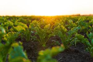 Sugar beet crops during the period of active growth. Sugar beet growing in the field photo