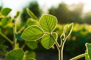Green soya plants growing from the soil. Backlit young soy seedling photo