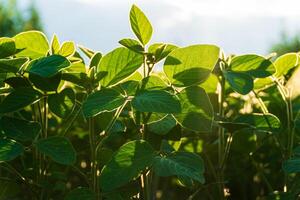 Soybean seedling in the agricultural garden at evening light. Green soya leaves photo