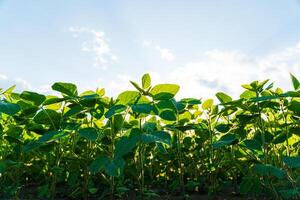 Soybean plants growing in row in cultivated field. Green soybean crop plants at agricultural farm field. View from below photo