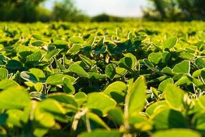 Soya bean growing soybeans on an industrial scale. The theme of soy photo