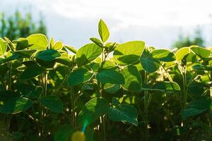 Plants in the open field. Stems of young soybean plants with leaves photo