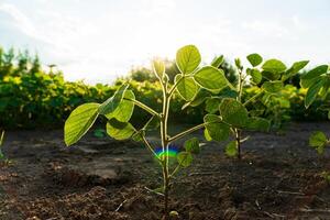 Soybean plantation. Growing soybeans plant against sunlight. Soy field with sunset sun photo