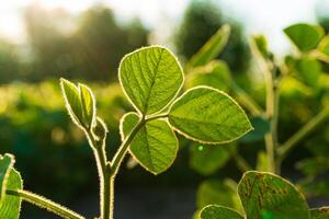 Green soybean plants close-up. Soya bean growing on plantation photo