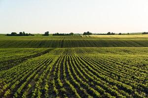 Rows of soy seedlings field. Young Soy Plants photo