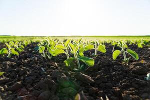 Fresh green sprouts of soy. Growing soy photo