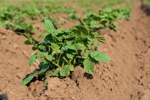 View of potato field. Rows of potato field. Fresh green cabbage. Growing potato. Agrarian business. Agricultural scene photo