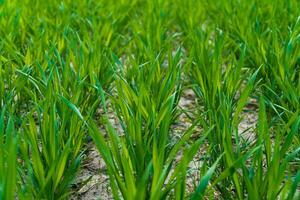 Close up on sprouting rye on agriculture field. Sprouts of rye photo