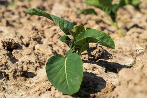 Cabbage sprout grow in soil close up. Growing cabbage, planting, seedling in vegetable garden photo