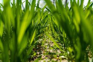 Close up on sprouting wheat on a agriculture field. Agriculture and agronomy theme. Bottom view. Soft focus photo