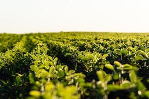 Rows of young soybean plants on a fertile field with dark soil. Green soy field in the sunset. Green soya field in early stage photo