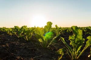 Sugar beet seedling in the agricultural garden with the sunset. Young green sugar beet grows on a field in black soil photo