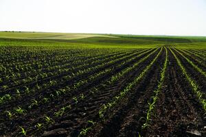 Rows of young corn plants on a fertile field with dark soil. Green corn field in the sunset. Green corn maize field in early stage photo