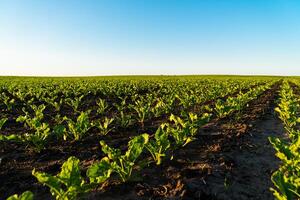 Rows of young sugar beet plants on a fertile field with dark soil. Green beet field in the sunset. Green sugar beet field in early stage photo