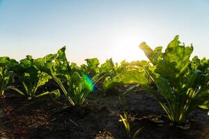 Close up seeding sugar beet plant. Green young sugar beet plants growing from the black soil on sunlight evening. Beet agriculture. Selective Focus with Shallow Depth of Field photo