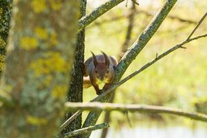 The squirrel sits on a tree. Selective focus photo