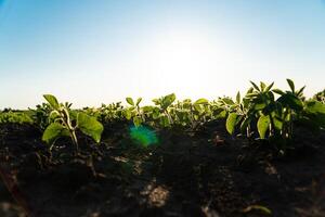 Young soya bean sprout close up. Seeding soy in field of organic farm on sunny background. Agricultural soy plantation. Products for vegetarians. Selective Focus with Shallow Depth of Field photo