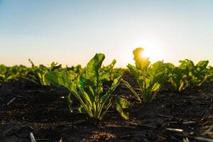 Young sugar beet plants close up. Seeding sugar beet in field of organic farm on sunny background. Beautiful growing plant sugar beet background. Selective Focus with Shallow Depth of Field photo