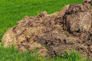 Manure pile lying on a agriculture field photo
