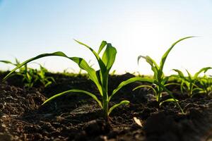 Green corn maize plants on a field. Corn grows in black soil. Small shoots of corn plants on plantation. Corn agriculture. Evening landscape with sunlight photo