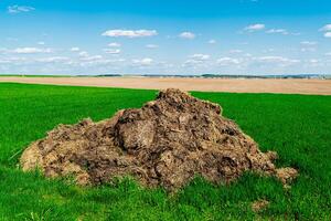 Heap Of Manure On Field. Heap of animal manure. Natural manure from livestock photo