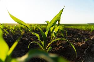Young corn plants close up. Seeding corn in field of organic farm on sunny background. Beautiful growing plant corn background. Selective Focus with Shallow Depth of Field photo