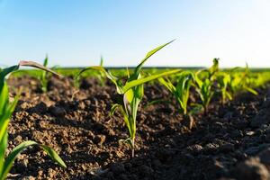 Fresh green corn plants on the field in summer. Rows of corn plants on an agricultural plantation. Selective focus photo