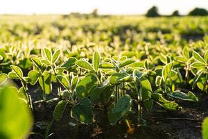 Young soybean plants growing in cultivated field, soft focus photo