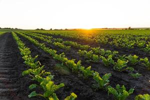 Rows of young sugar beet plants on a fertile field with dark soil. Rows of sunlit young beet plants. Beautiful growing plant sugar beet background photo