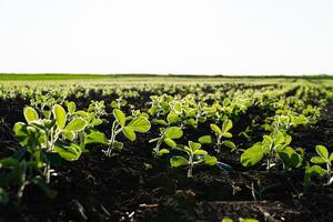 Young Soy Plants. Soy Field with sunset sun. Soya field in early stage. Agricultural crops in the open field photo