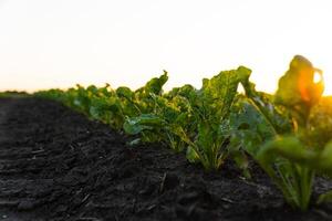 Young Sugar Beet Plants. Sugar Beet Field with sunset sun. Sugar beet field in early stage. Agricultural crops in the open field photo
