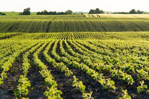 Rows of young soy plants on a fertile field with dark soil. Rows of sunlit young soya plants. Beautiful growing plant soy background photo