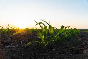 Young Corn Plants. Cornfield with sunset sun. Corn maize field in early stage. Agricultural crops in the open field photo
