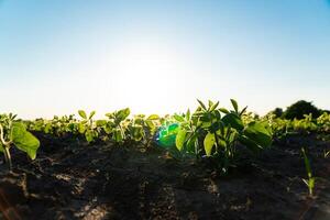 Fresh green soy plants on the field in summer. Young soy crops during the period of active growth. Rows of young soybean plants. Agricultural crops in the open field photo