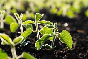 Small soybean plants growing in row in cultivated field. Soya bean sprout, growing soybeans on an industrial scale. Soy agriculture. Products for vegetarians. Soft focus photo