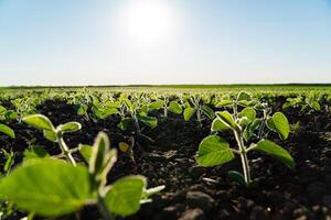 Very young soy plant. Farmer field with small young sprouts soybean. Soft focus photo