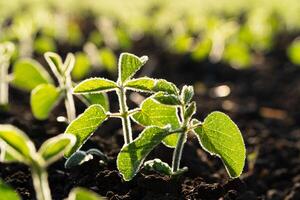 Fresh green soybean plants . Green young soy plants growing from the soil. Backlit young soya seedling. Young soy field with sunset. Beautiful growing plant background. Soft focus photo