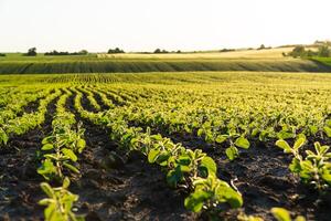 Rows of soy seedlings field. Young Soy Plants. Soy field with sunset sun. Agrarian business. Agricultural scene photo