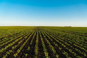 View of beet field and blue sky in summer day. Fresh green sprouts of sugar beet. Growing sugar beet. Agrarian business. Agricultural scene photo