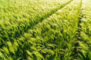 Rye grows on a field. Growing rye. Tracks from tractor wheels on a rye field. Green rye background photo