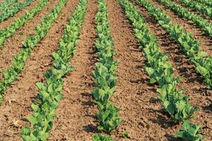 View of cabbage field. Rows of cabbage field. Fresh green cabbage. Growing cabbage. Agrarian business. Agricultural scene photo