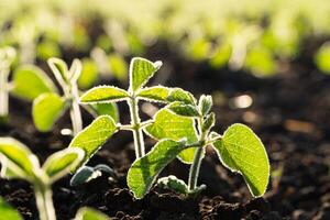 Close up green young soy plants. A soy rossada grows from seed from the ground in a field. Growing Soy. Agrarian business. Agricultural scene. Soft focus photo