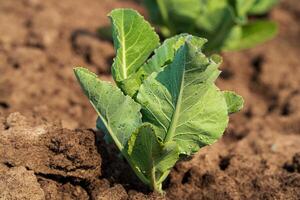 Close up green young cabbage plant. Raindrops on cabbage leaves. Fresh green sprouts of cabbage. Growing cabbage. Agrarian business. Agricultural scene. Soft focus photo