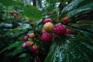 A bush with berries in the rain photo