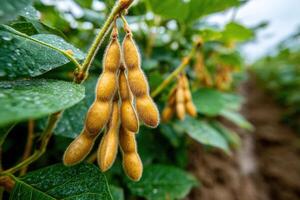 Soybeans growing in a field photo