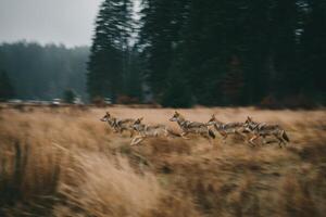 Coyotes running in the woods photo