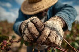 A man wearing gloves and a hat picking grapes photo